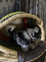 Copper , a female Pug for sale in Churubusco, IN – 5 of 10