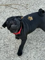 Manee, a male Pug for sale in Churubusco, IN – 5 of 10