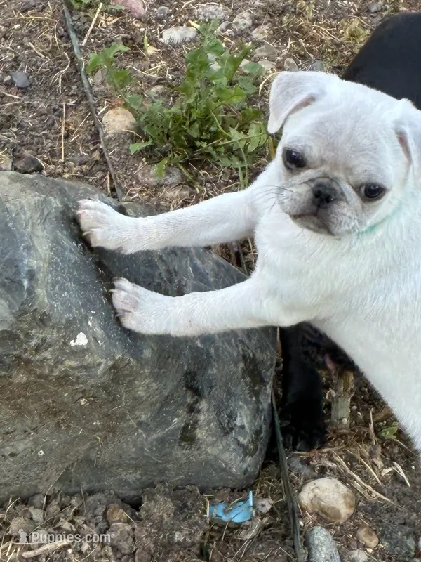 Vivian  – Pug puppy for sale in Churubusco, IN