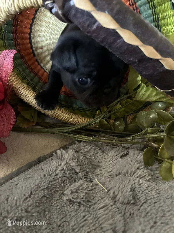 Glitter – Pug puppy for sale in Churubusco, IN