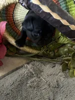 Glitter, a female Pug for sale in Churubusco, IN – 1 of 5