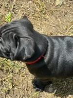 Manee, a male Pug for sale in Churubusco, IN – 3 of 10