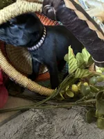 Glitter, a female Pug for sale in Churubusco, IN – 5 of 5