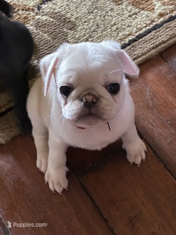 Chowder – Pug puppy for sale in Churubusco, IN