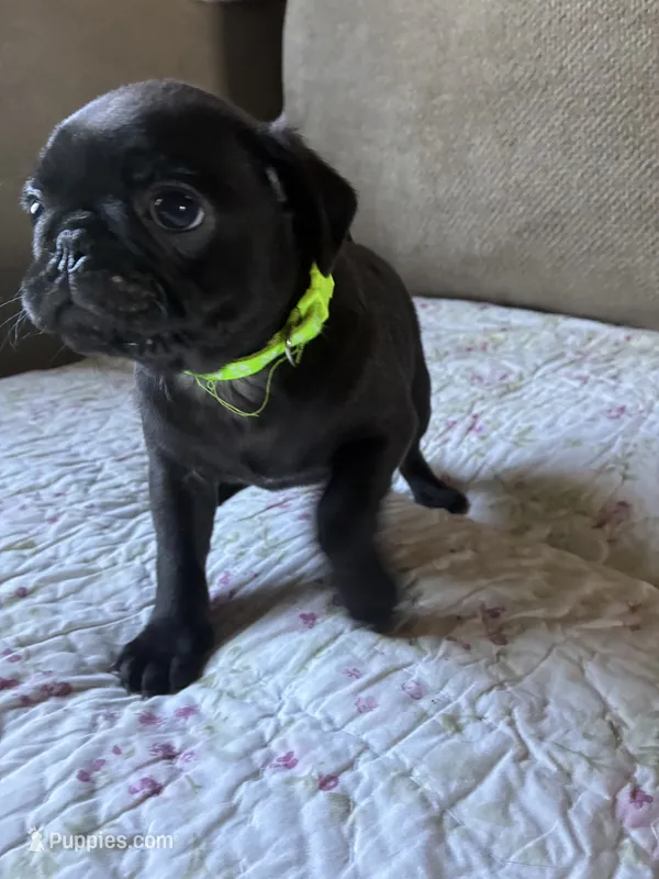 Douglas – Pug puppy for sale in Churubusco, IN