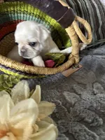 Chowder, a male Pug for sale in Churubusco, IN – 4 of 10