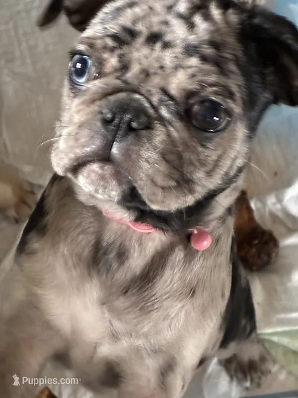  Bluey  – Pug puppy for sale in Churubusco, IN