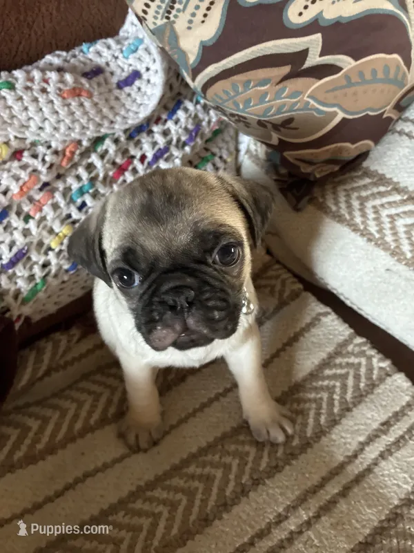 Scotty – Pug puppy for sale in Churubusco, IN
