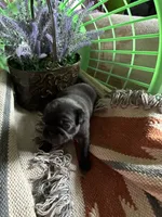 Manee, a male Pug for sale in Churubusco, IN – 3 of 3