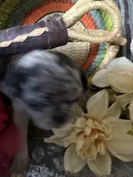 Copper , a female Pug for sale in Churubusco, IN – 8 of 10