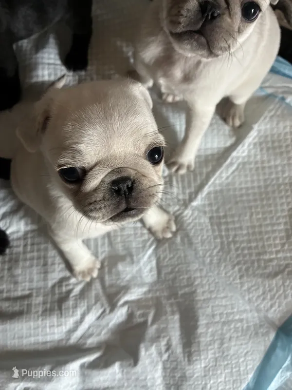 Lilly – Pug puppy on hold in Churubusco, IN