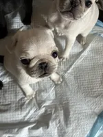 Lilly, a female Pug for sale in Churubusco, IN – 1 of 4