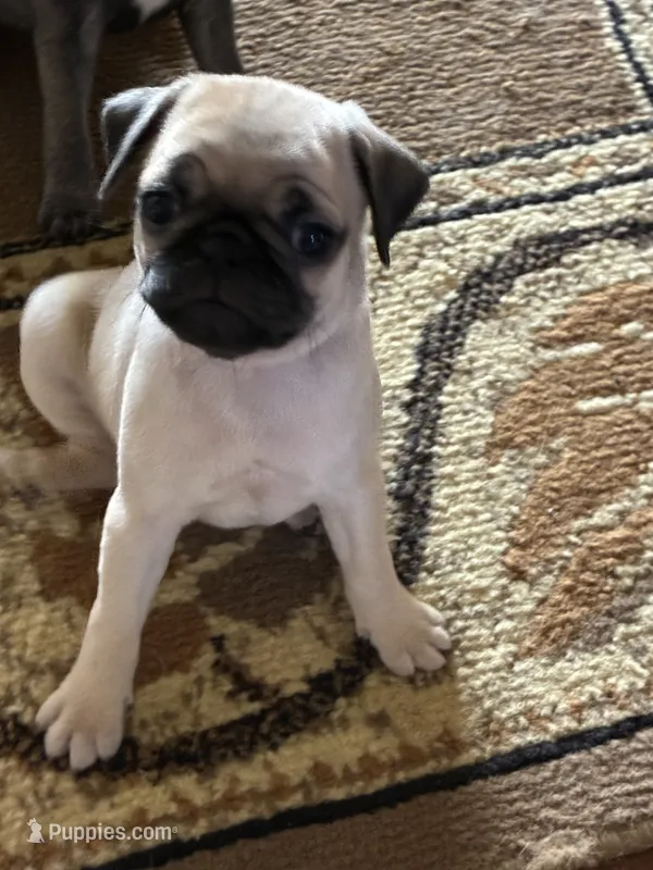 Goldie – Pug puppy for sale in Churubusco, IN
