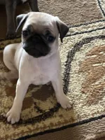 Goldie, a female Pug for sale in Churubusco, IN – 1 of 9