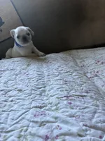 Oscar, a male Pug for sale in Churubusco, IN – 6 of 6