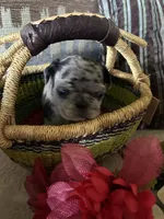 Copper , a female Pug for sale in Churubusco, IN – 4 of 10