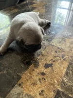 3, a male Pug for sale in Churubusco, IN – 3 of 3