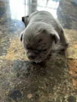 4, a female Pug for sale in Churubusco, IN – 2 of 2