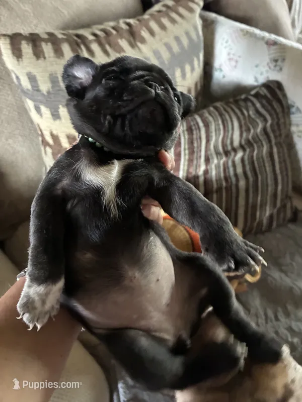 Tuxedo AKA Tux – Pug puppy for sale in Churubusco, IN