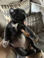 Tuxedo AKA Tux, a female Pug for sale in Churubusco, IN – 1 of 4