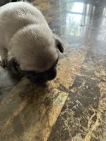 3, a male Pug for sale in Churubusco, IN – 2 of 3