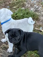 Manee, a male Pug for sale in Churubusco, IN – 7 of 10