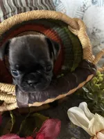 MooMoo, a female Pug for sale in Churubusco, IN – 1 of 6