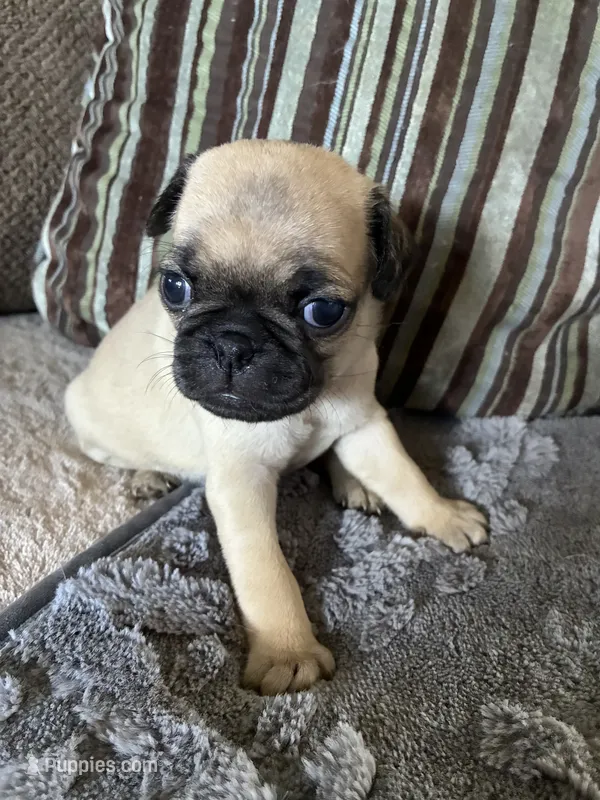 Goldie – Pug puppy for sale in Churubusco, IN