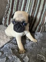 Goldie, a female Pug for sale in Churubusco, IN – 4 of 9