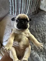 Goldie, a female Pug for sale in Churubusco, IN – 6 of 9