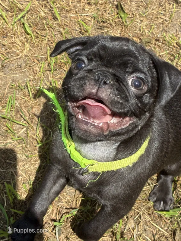 Douglas – Pug puppy for sale in Churubusco, IN