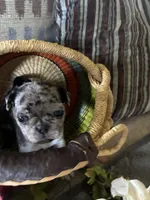 Copper , a female Pug for sale in Churubusco, IN – 9 of 10