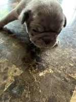 Gabby, a female Pug for sale in Churubusco, IN – 8 of 10