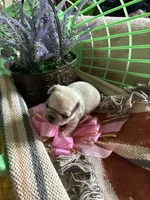 Lilly, a female Pug for sale in Churubusco, IN – 3 of 4