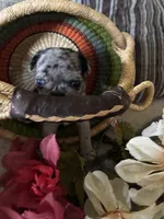 Copper , a female Pug for sale in Churubusco, IN – 6 of 10
