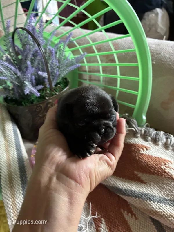Lola – Pug puppy for sale in Churubusco, IN
