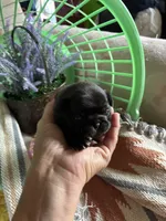 Lola, a female Pug for sale in Churubusco, IN – 1 of 5