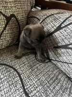 Lexi, a female Pug for sale in Churubusco, IN – 2 of 3