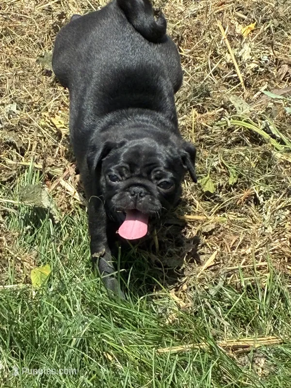 Manee – Pug puppy for sale in Churubusco, IN