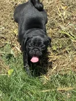 Manee, a male Pug for sale in Churubusco, IN – 2 of 10