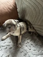 Gabby, a female Pug for sale in Churubusco, IN – 3 of 10