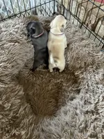 Nala, a female Pug for sale in Churubusco, IN – 3 of 3