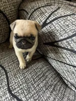 Nala, a female Pug for sale in Churubusco, IN – 2 of 3