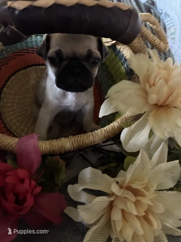 Peanut – Pug puppy for sale in Churubusco, IN