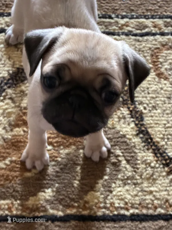 Peanut – Pug puppy for sale in Churubusco, IN