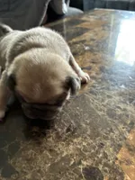2, a female Pug for sale in Churubusco, IN – 3 of 3