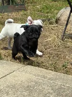 Manee, a male Pug for sale in Churubusco, IN – 6 of 10