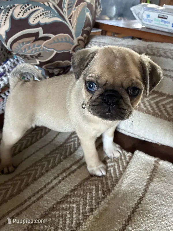 Diamond – Pug puppy for sale in Churubusco, IN