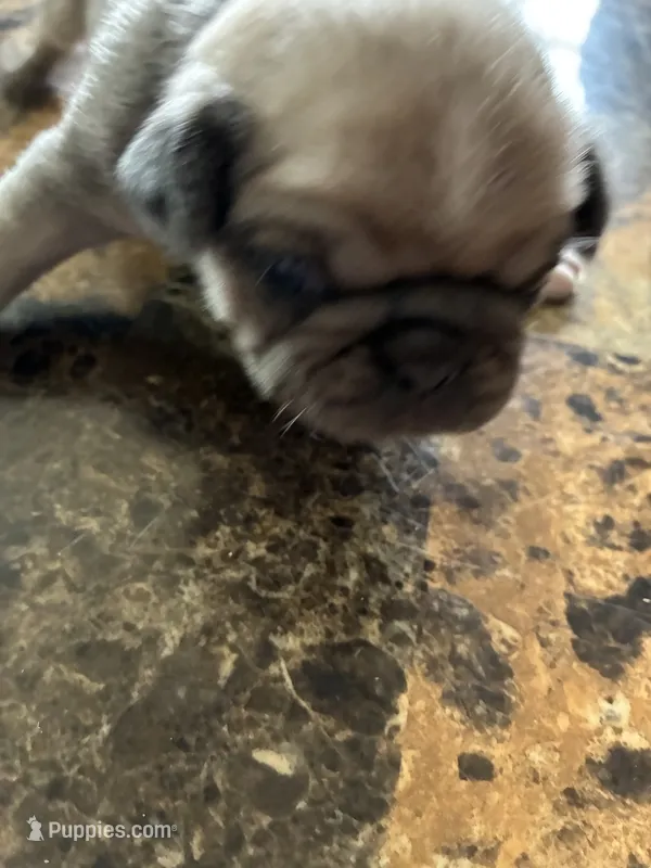 2 – Pug puppy for sale in Churubusco, IN
