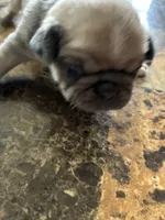 2, a female Pug for sale in Churubusco, IN – 1 of 3